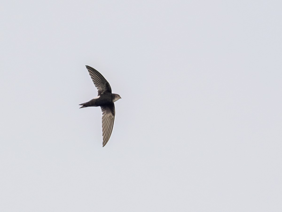 Horus Swift - ML636070252