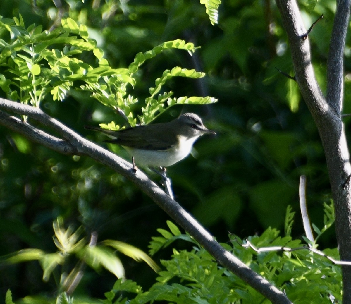 Red-eyed Vireo - ML636070332