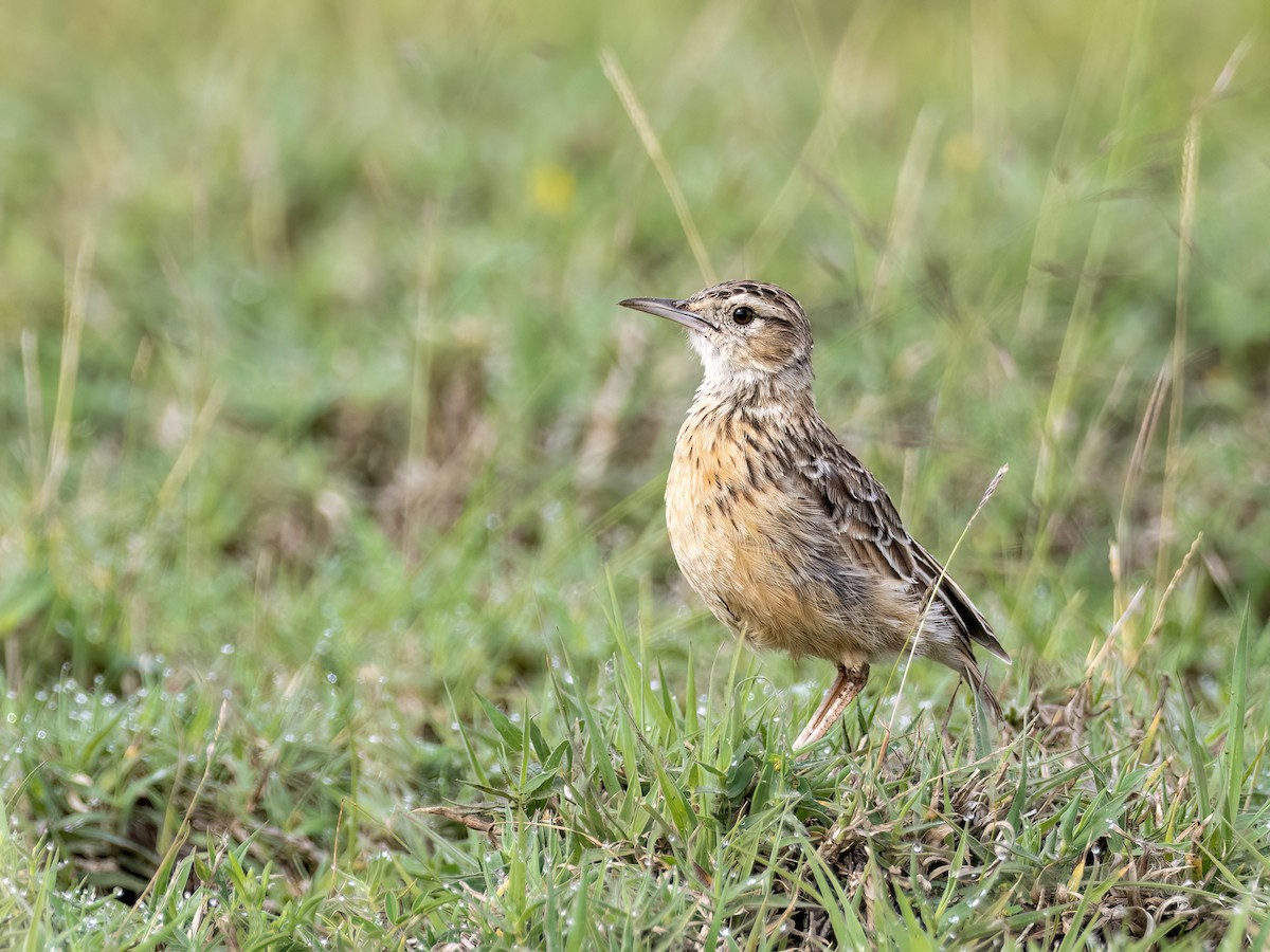 Beesley's Lark - ML636070421