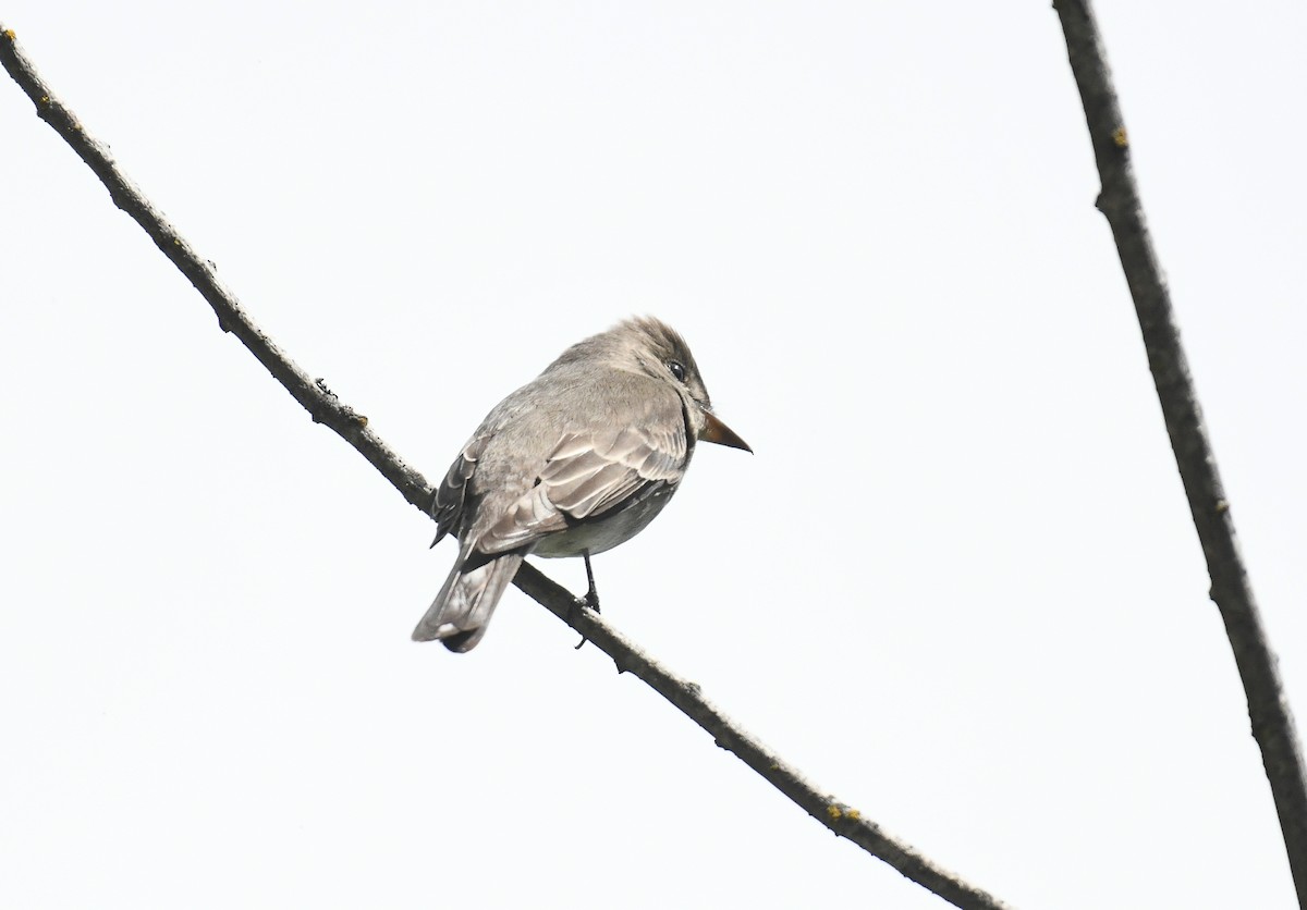 Hammond's Flycatcher - ML636070464