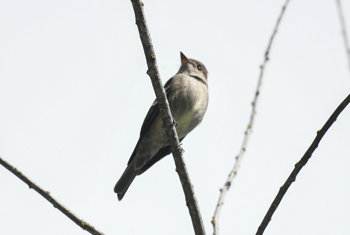 Hammond's Flycatcher - ML636070465
