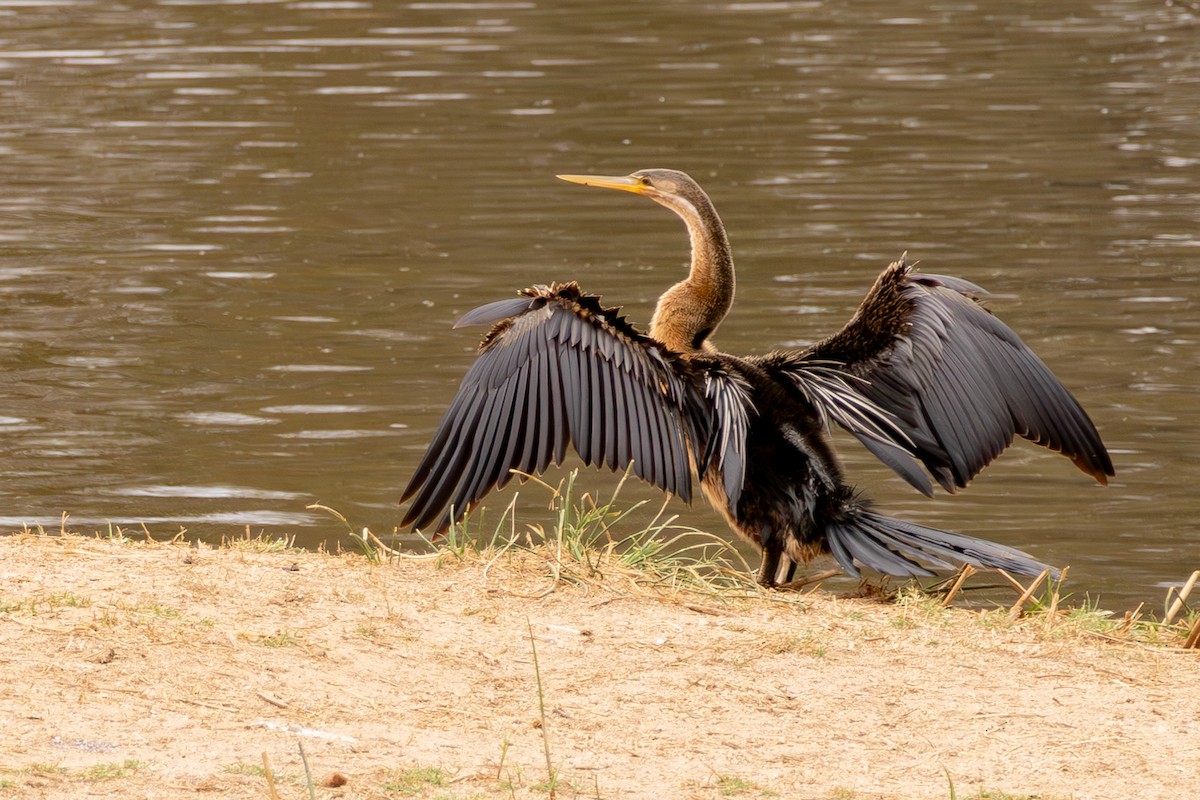 Anhinga Africana - ML636070491