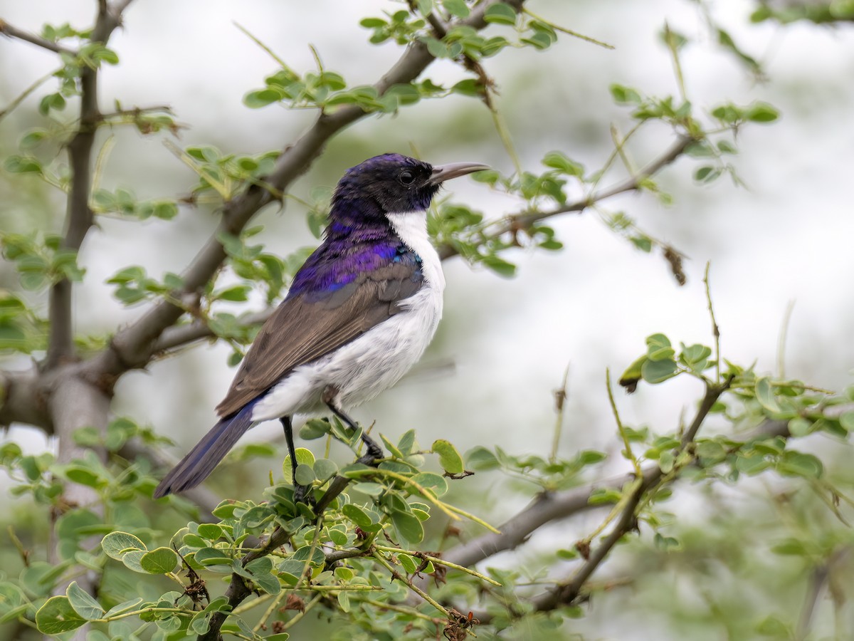 Eastern Violet-backed Sunbird - ML636070510