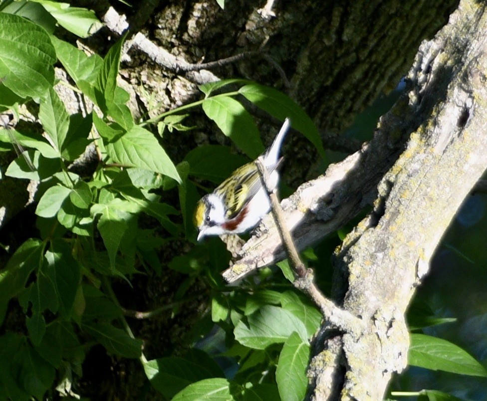 Chestnut-sided Warbler - ML636070512