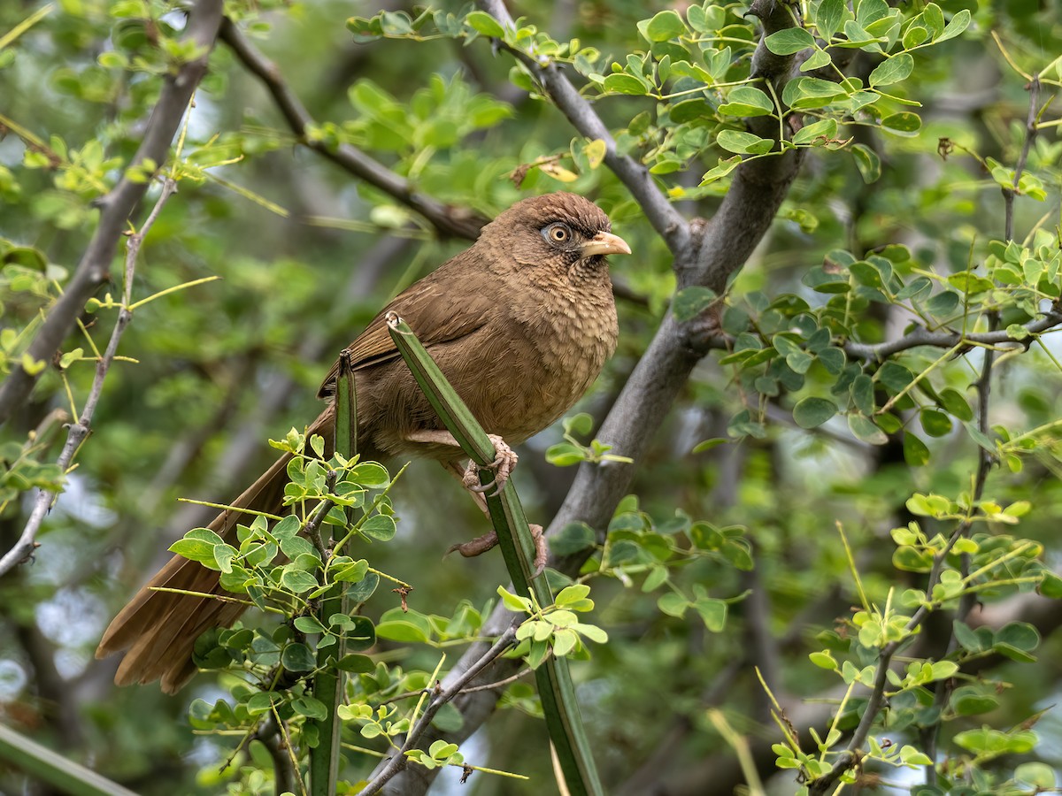 Scaly Chatterer - Andres Vasquez Noboa