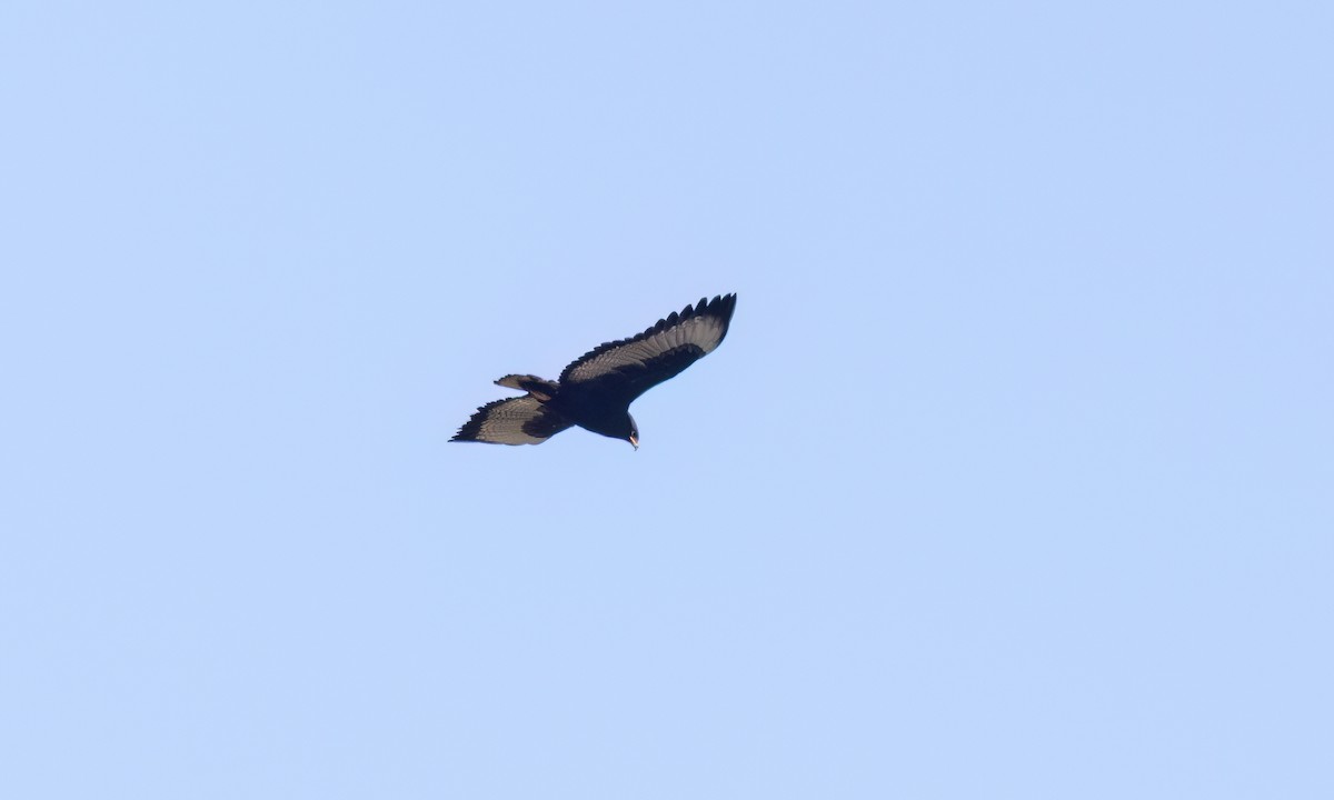 Augur Buzzard (Augur) - ML636070578