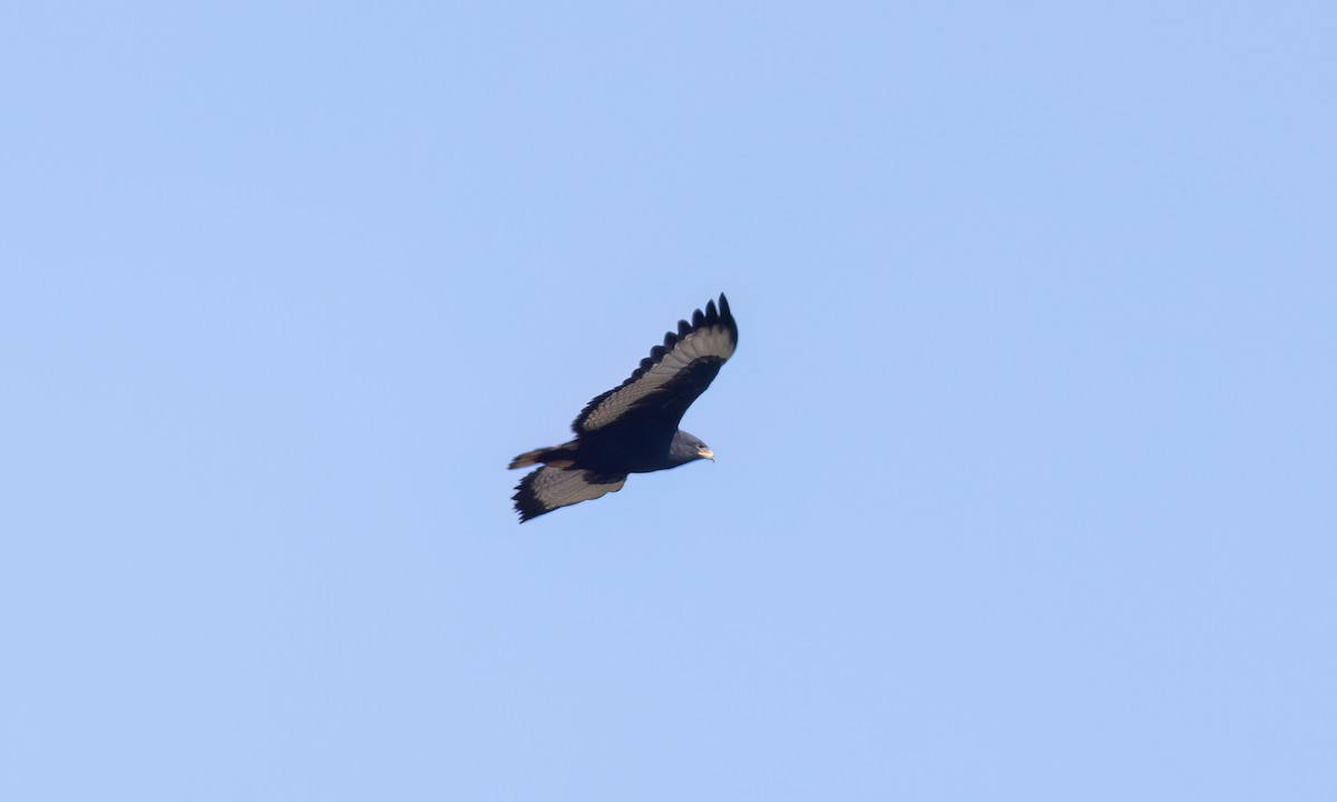 Augur Buzzard (Augur) - ML636070579