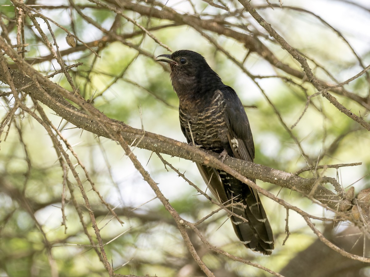 Black Cuckoo - ML636070732