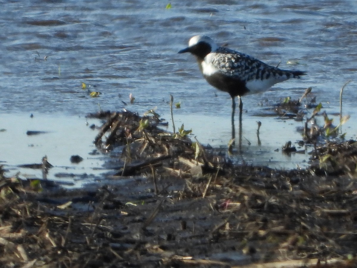 Black-bellied Plover - ML636070741