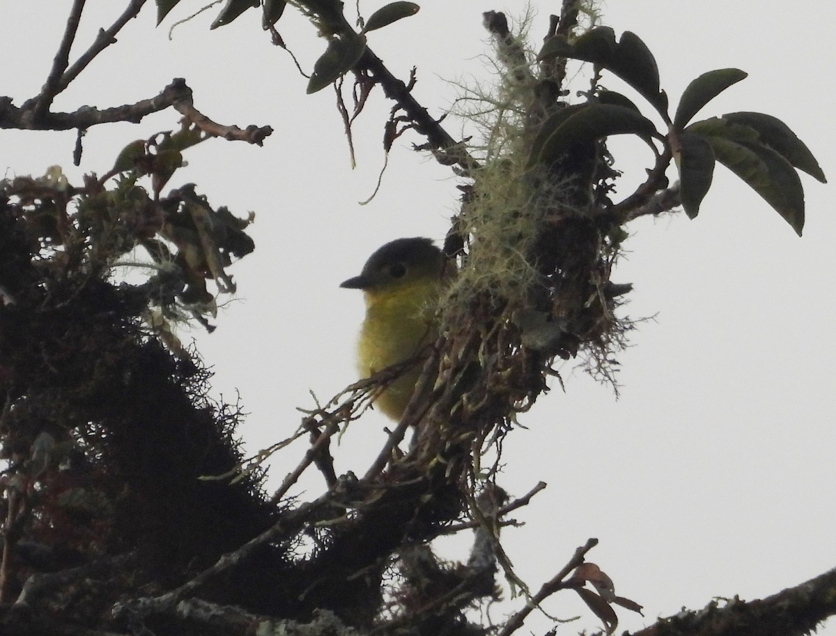 Ochraceous-breasted Flycatcher - ML636070748