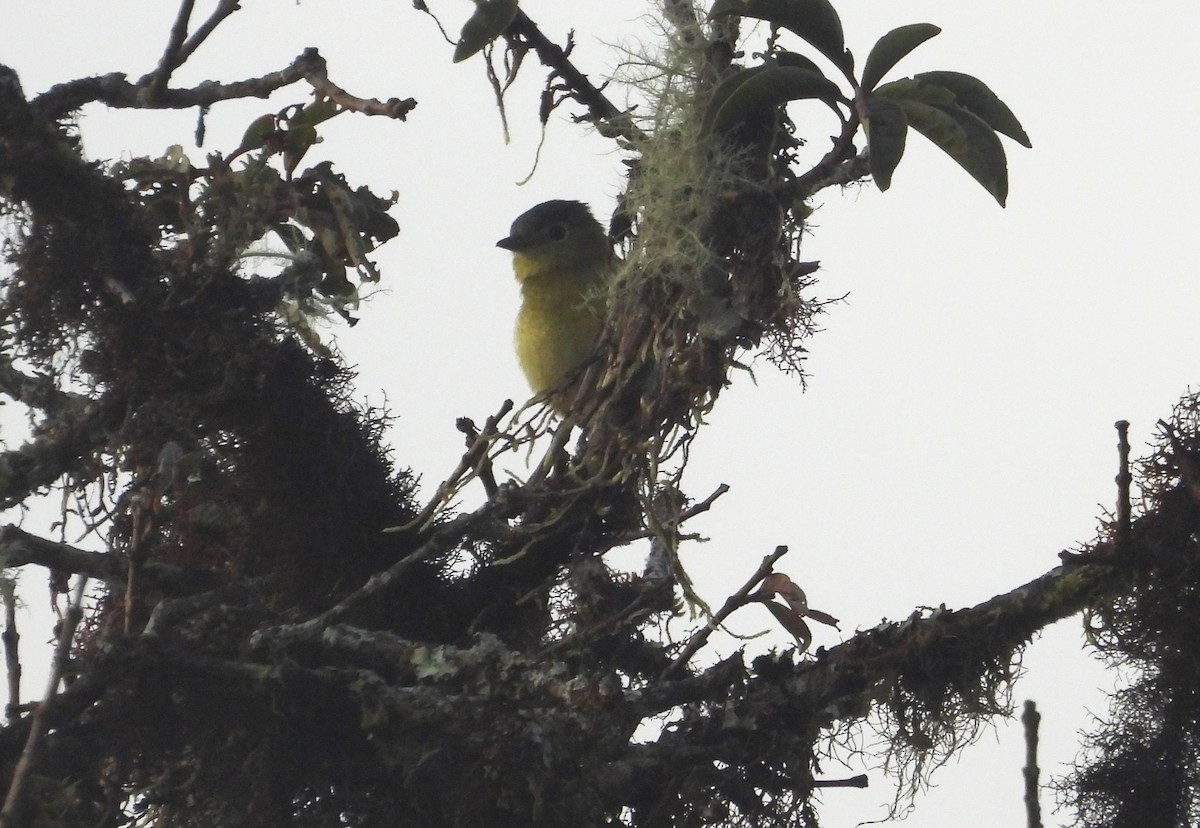 Ochraceous-breasted Flycatcher - ML636070749