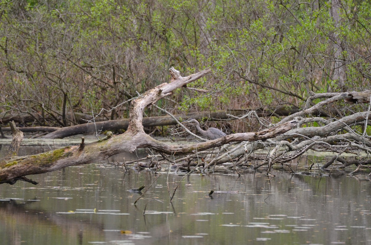 Great Blue Heron - ML636070783