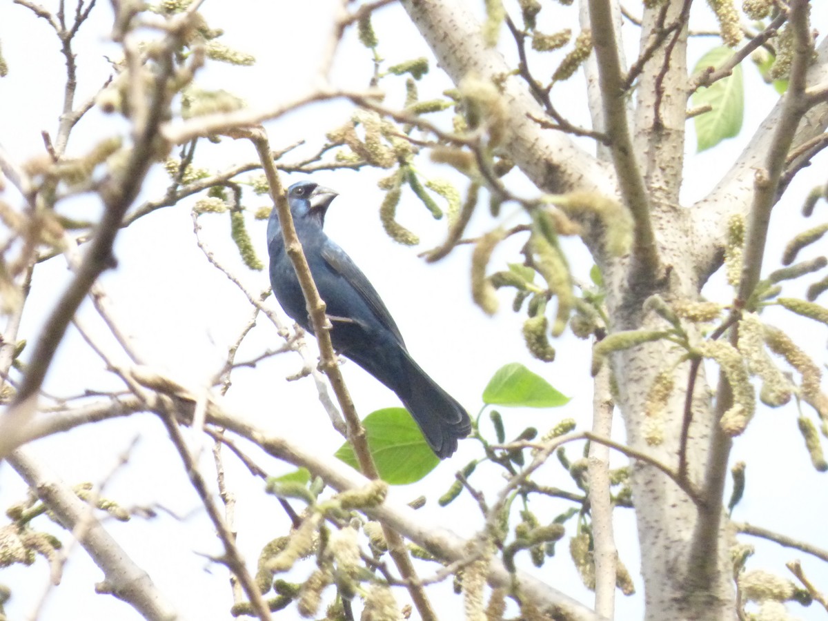 Ultramarine Grosbeak - ML636070853