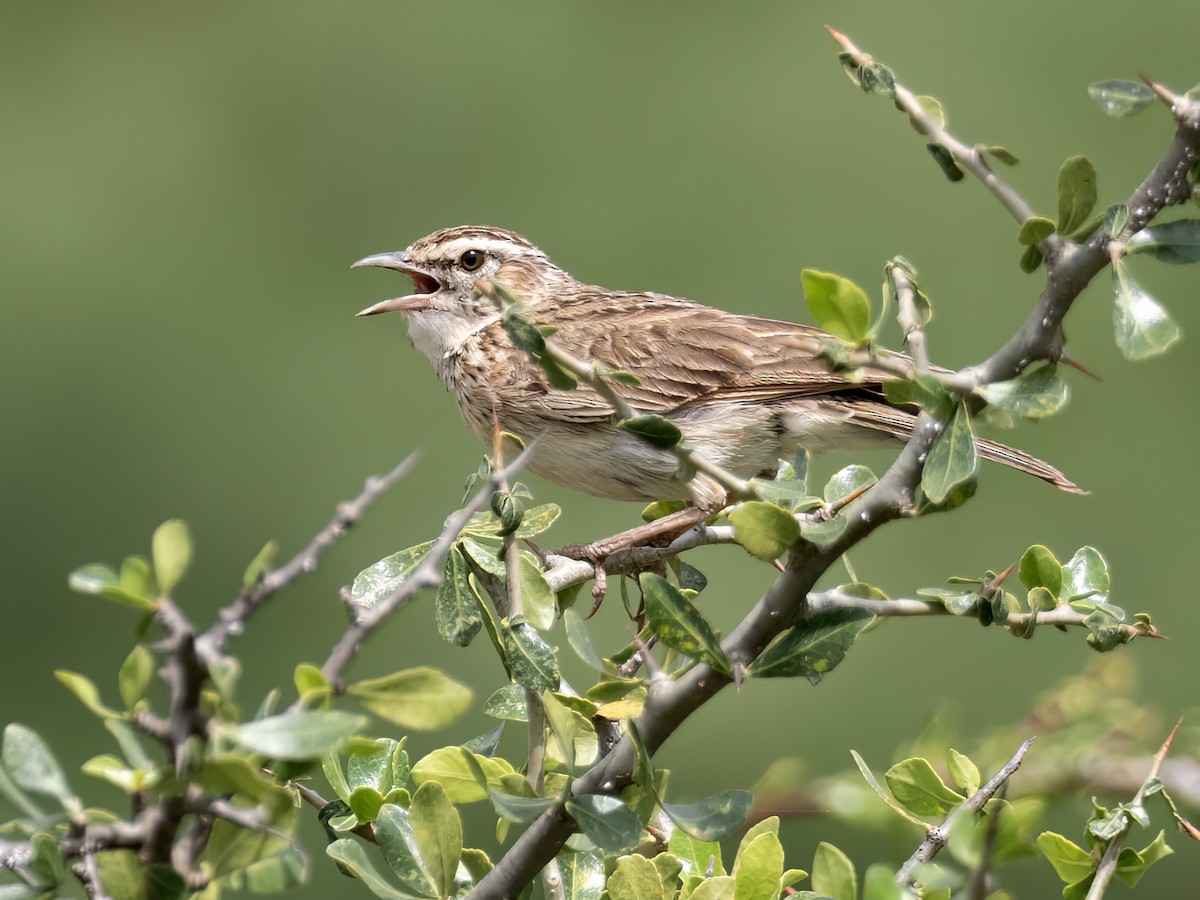 Fawn-colored Lark (Foxy) - ML636070891
