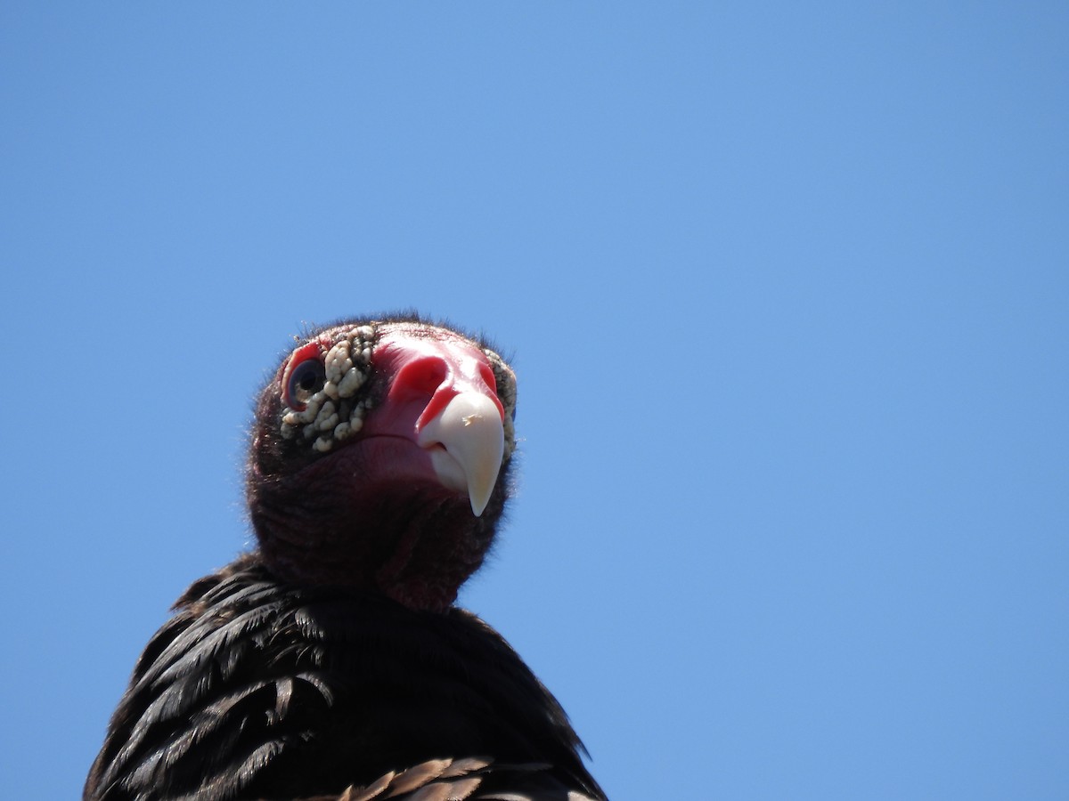 Turkey Vulture - ML636071096