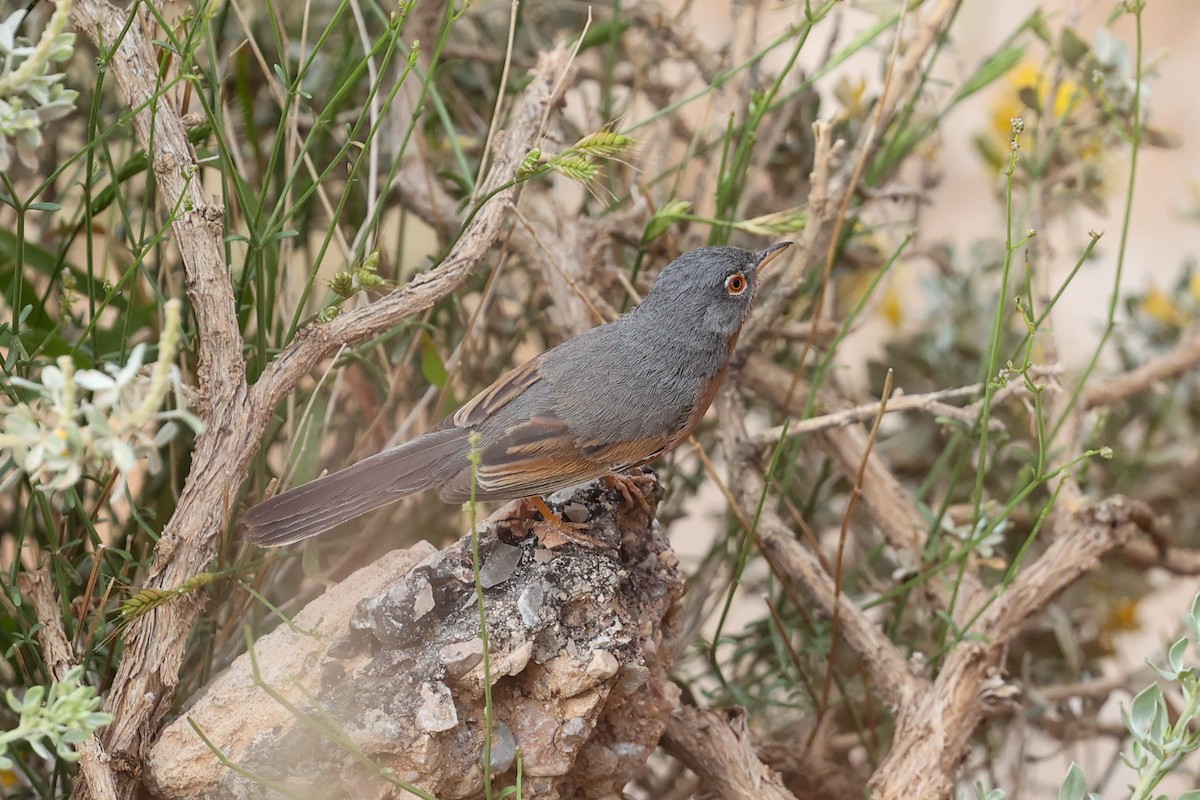 Tristram's Warbler - ML636071103