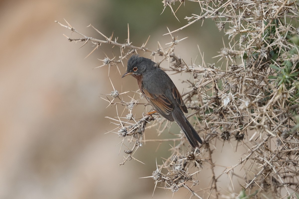 Tristram's Warbler - ML636071104
