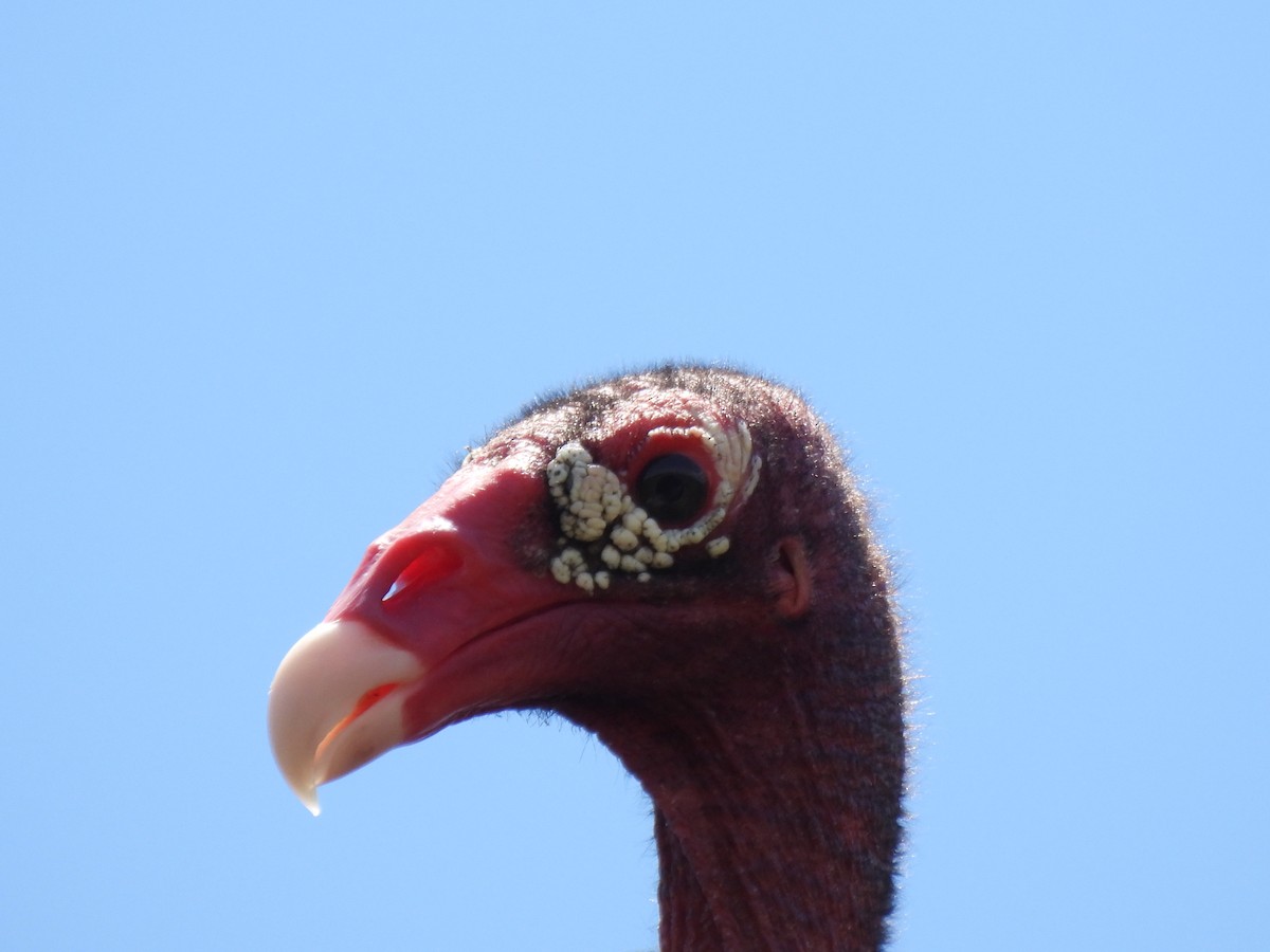 Turkey Vulture - ML636071110