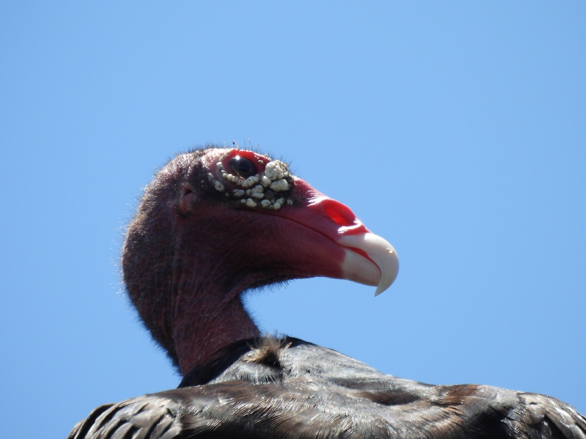 Turkey Vulture - ML636071120