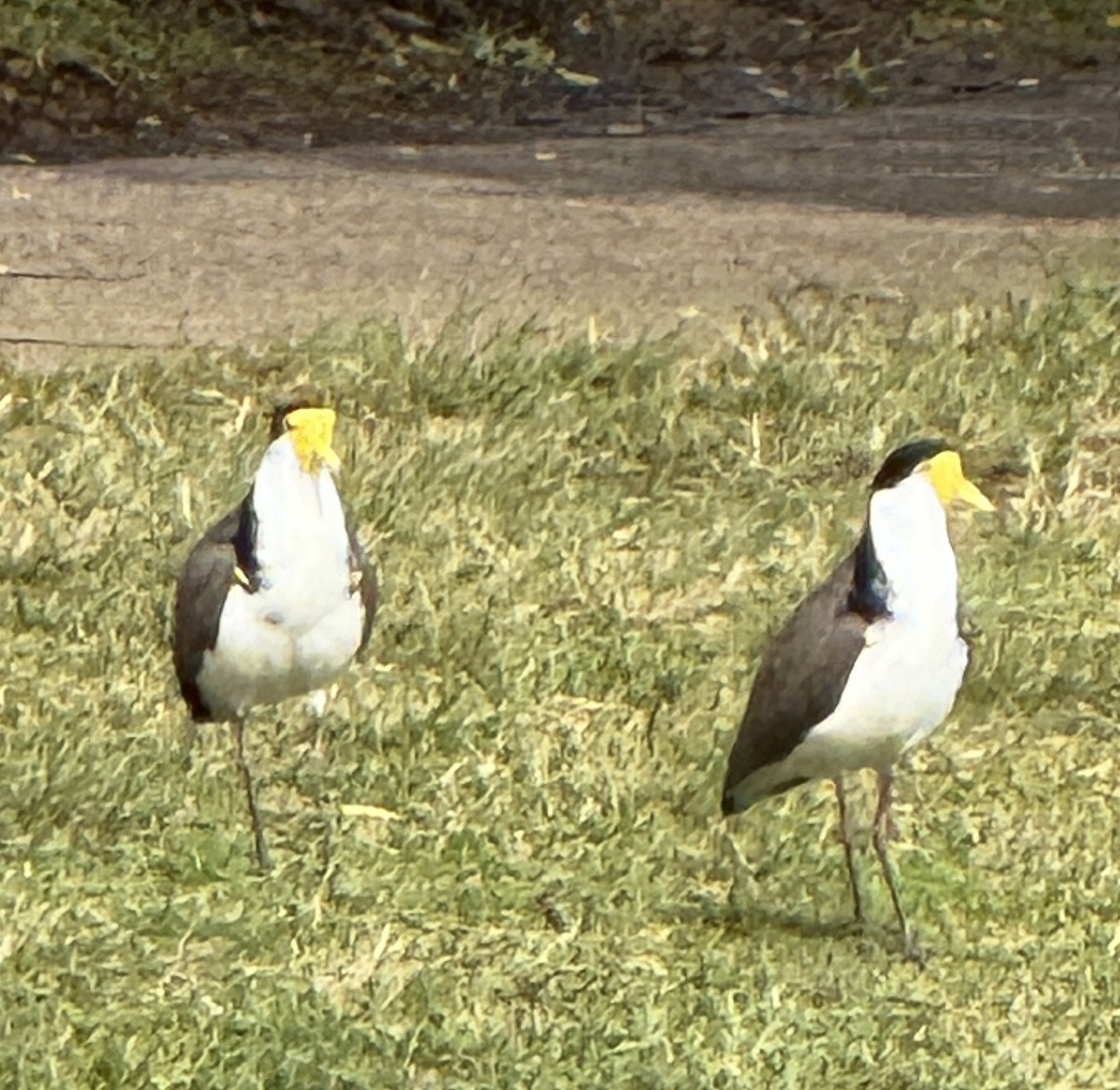 Masked Lapwing (Black-shouldered) - ML636071346