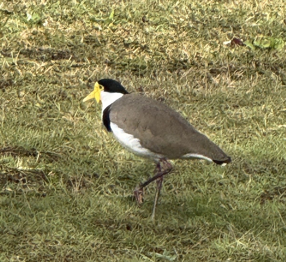 Masked Lapwing (Black-shouldered) - ML636071347