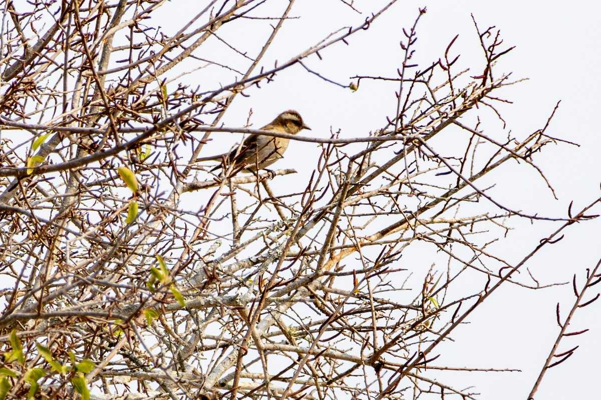 Yellow-throated Bush Sparrow - ML636071413