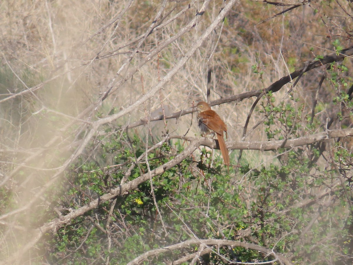 Brown Thrasher - ML636071476