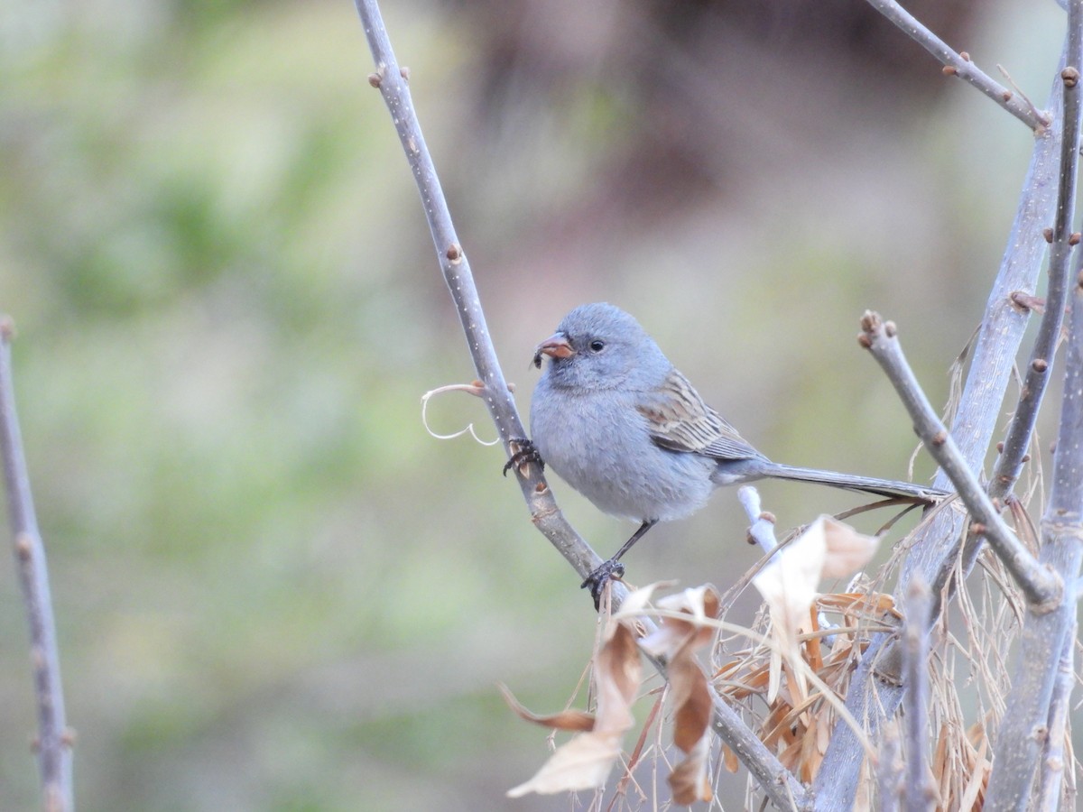 Black-chinned Sparrow - ML636071658