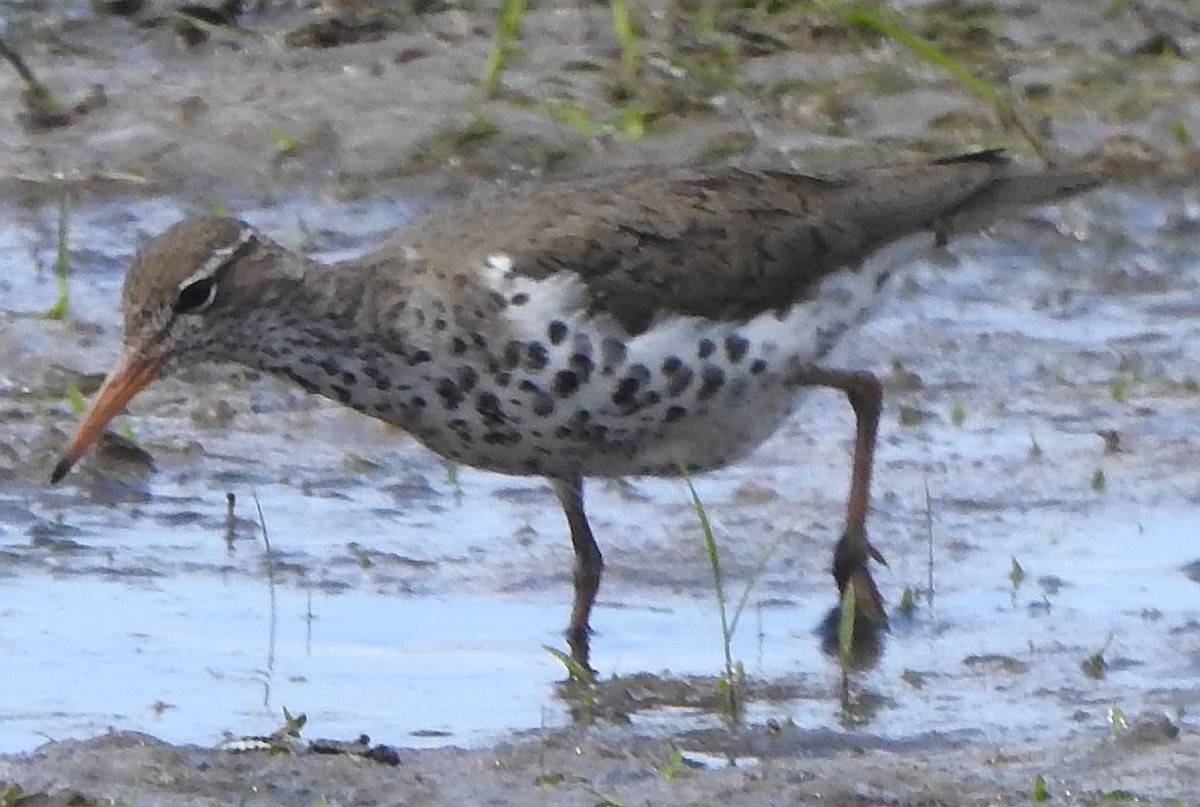 Spotted Sandpiper - ML636071668