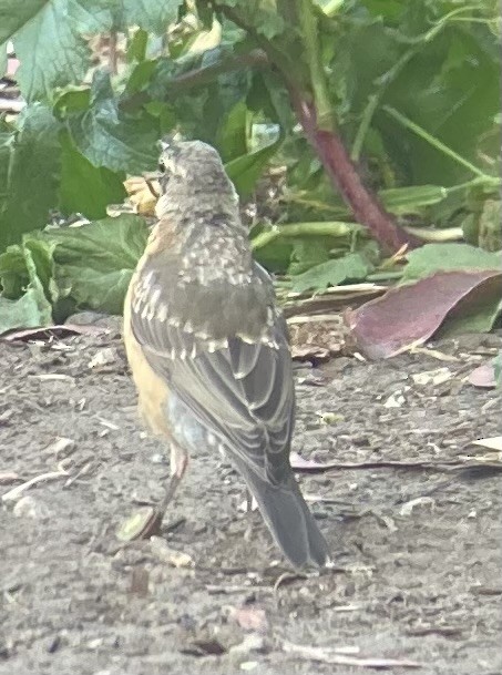 American Robin - ML636071674