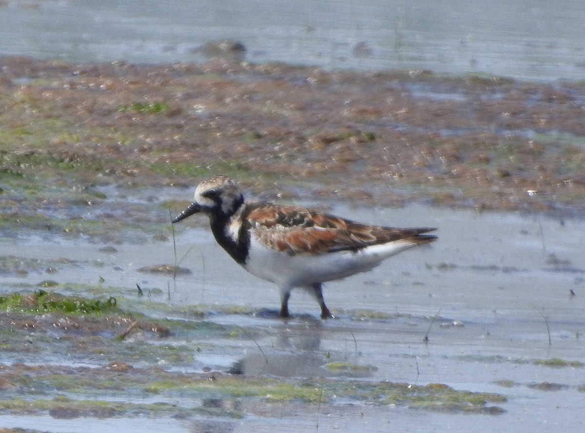 Ruddy Turnstone - ML636071732