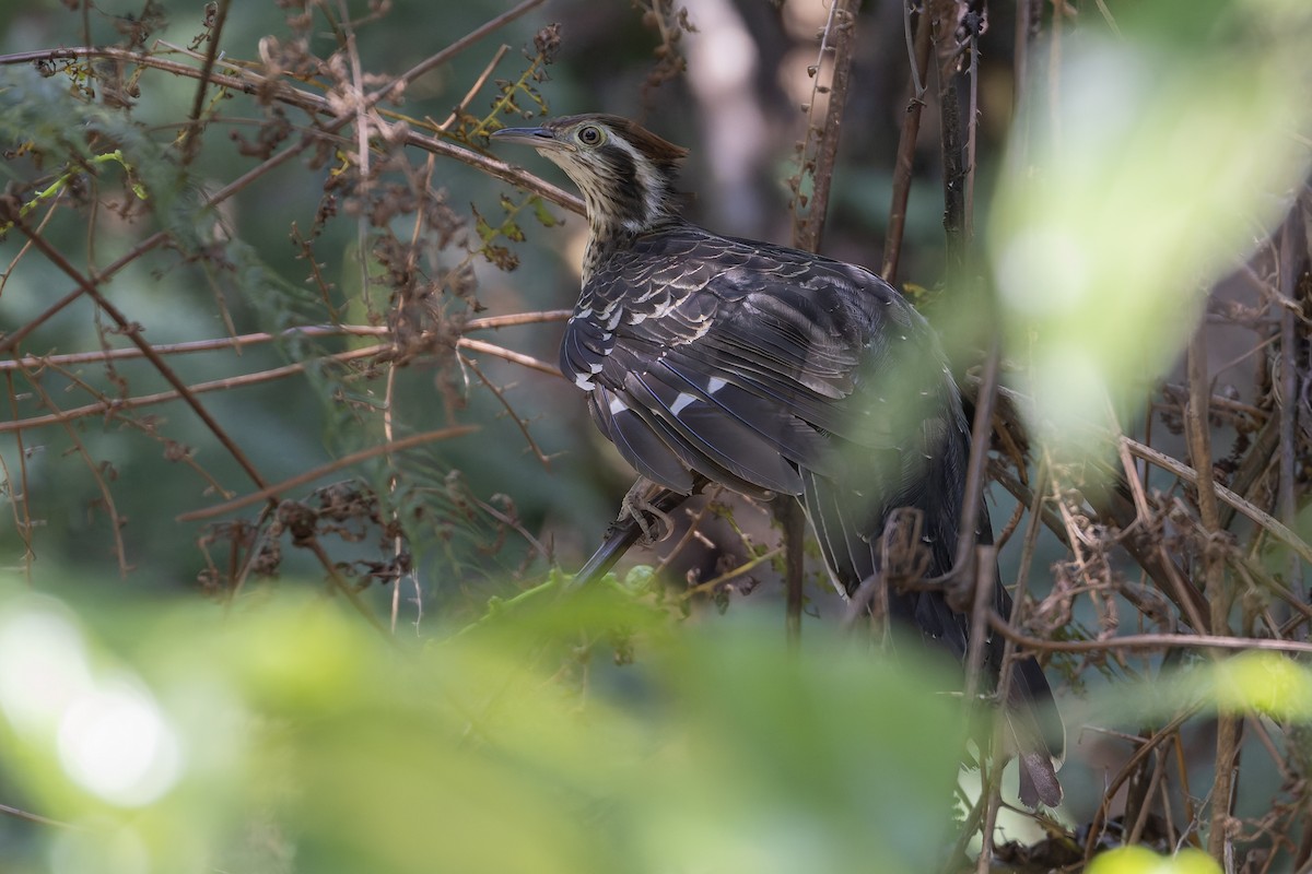 Pheasant Cuckoo - ML636071744