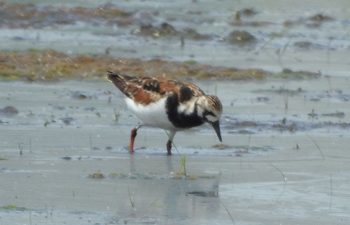 Ruddy Turnstone - ML636071754
