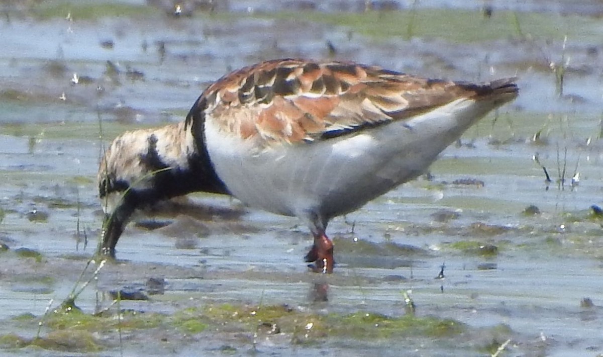 Ruddy Turnstone - ML636071785