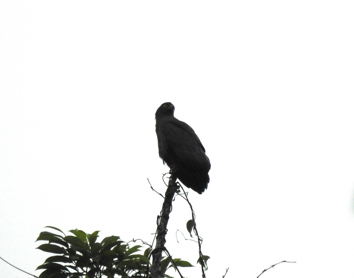 Slender-billed Kite - ML636072010
