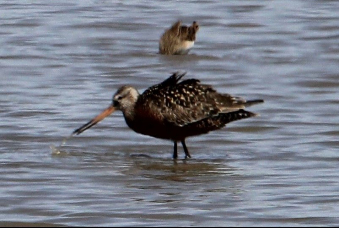 Hudsonian Godwit - ML636072021