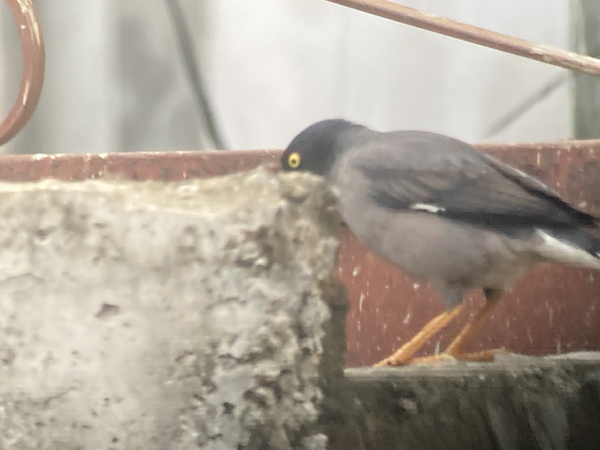 Jungle Myna (Yellow-eyed) - ML636072054