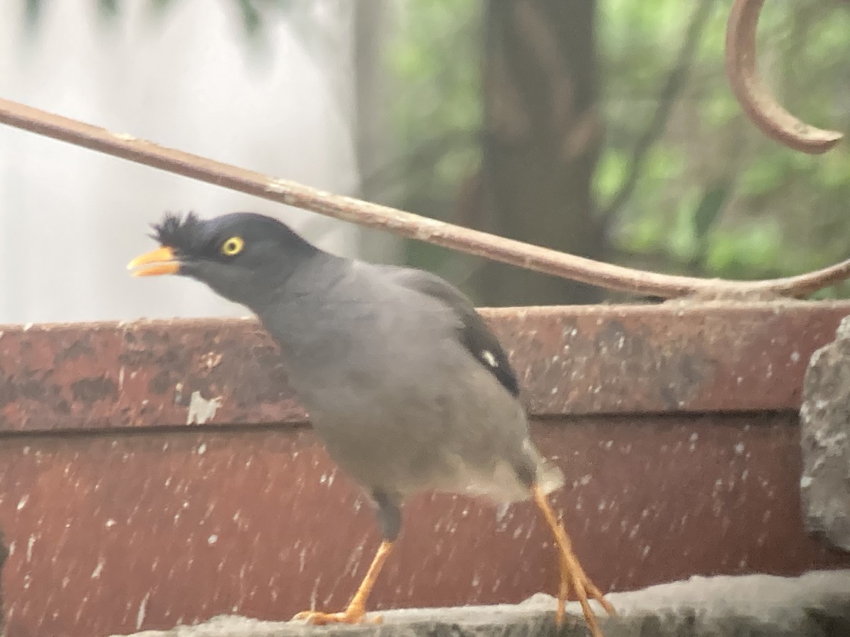 Jungle Myna (Yellow-eyed) - ML636072055