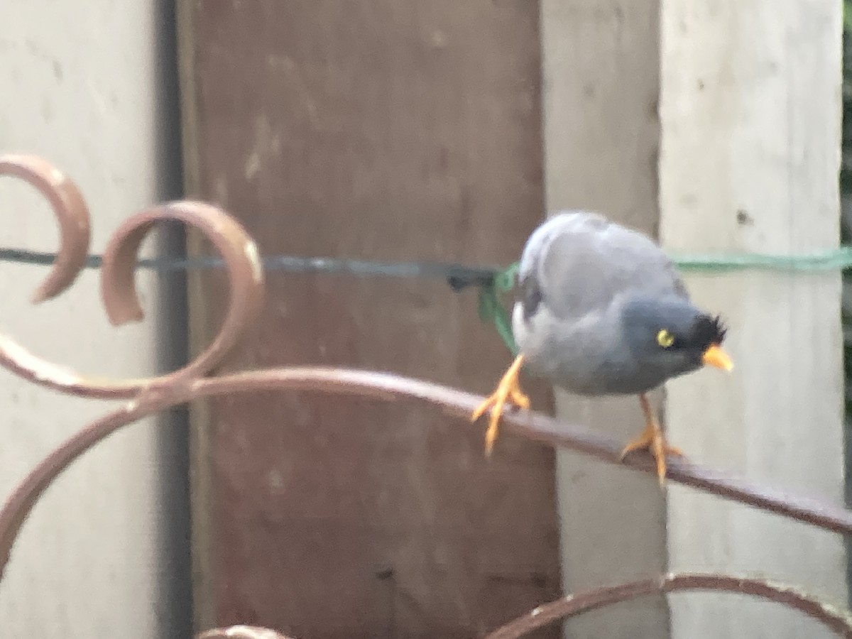 Jungle Myna (Yellow-eyed) - ML636072056