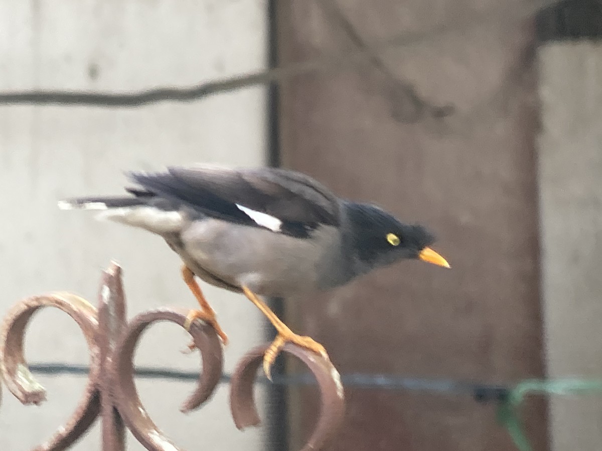 Jungle Myna (Yellow-eyed) - ML636072057