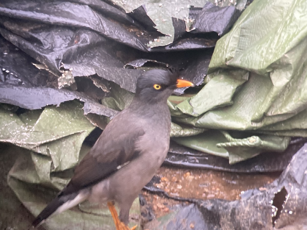 Jungle Myna (Yellow-eyed) - ML636072058