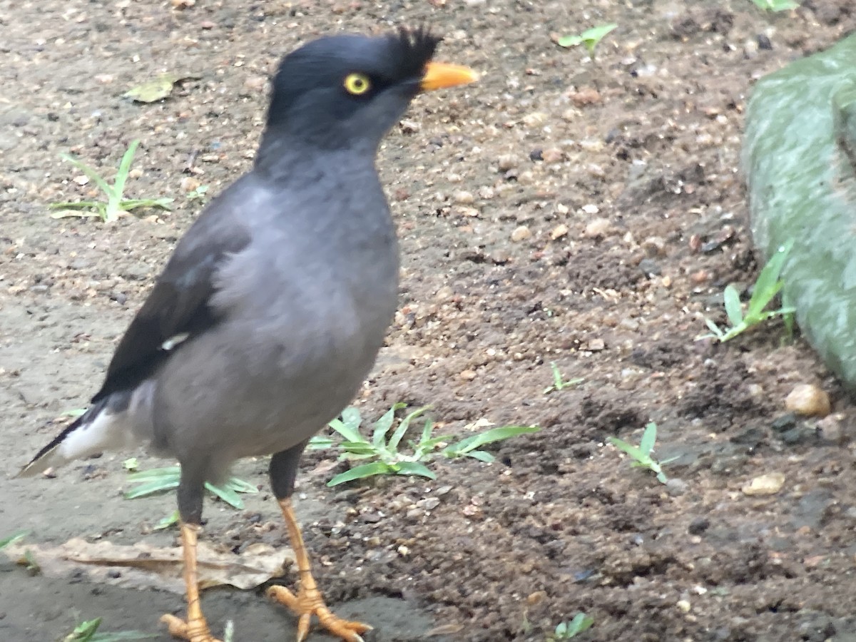 Jungle Myna (Yellow-eyed) - ML636072059