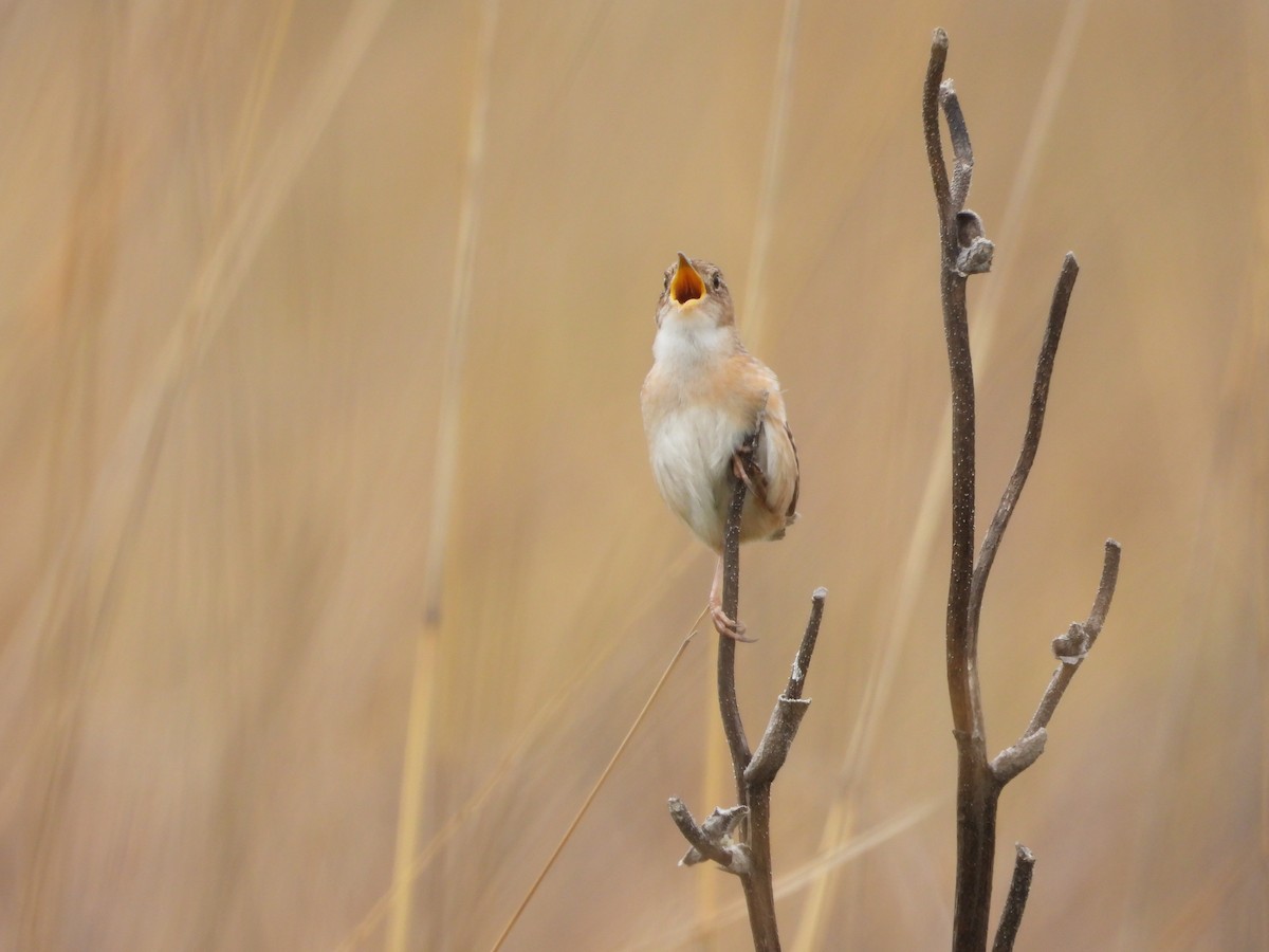Sedge Wren - ML636072087