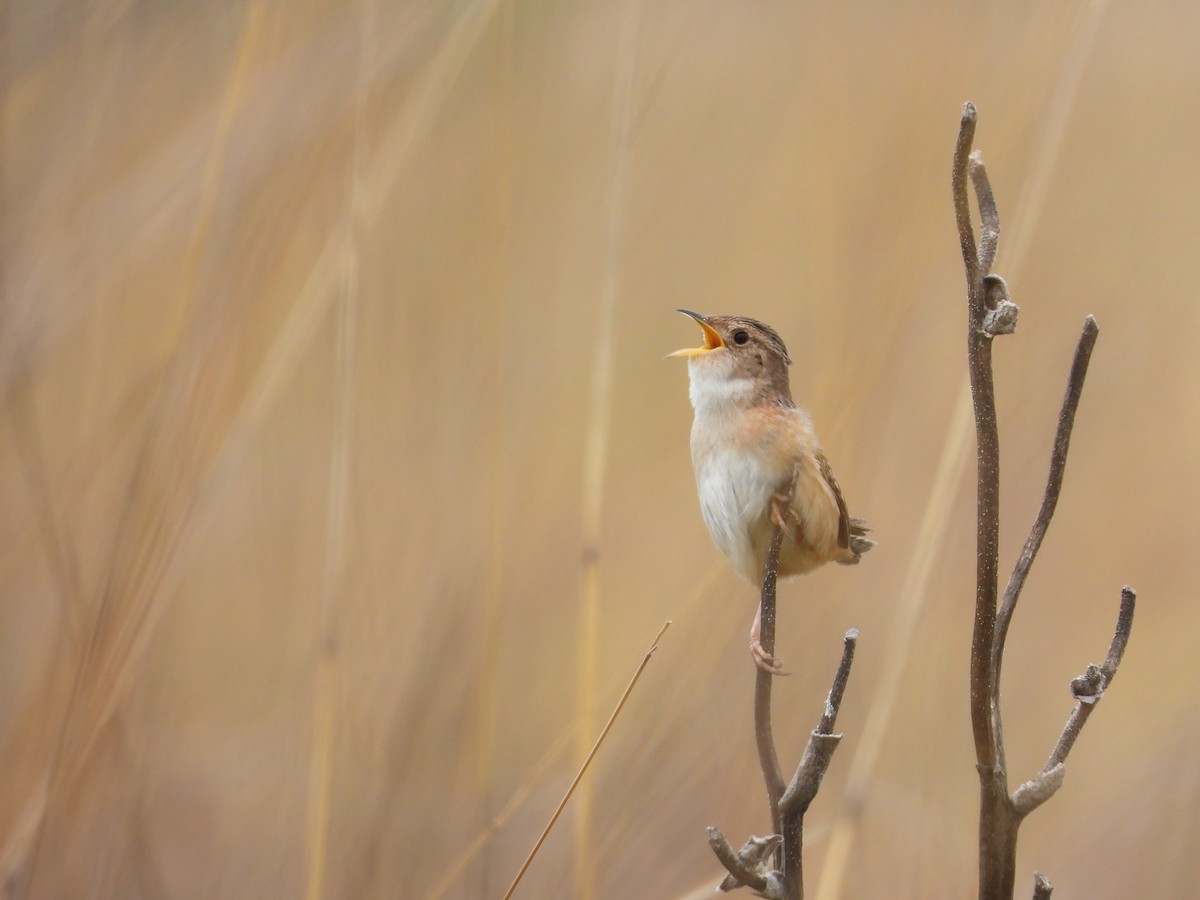Sedge Wren - ML636072091
