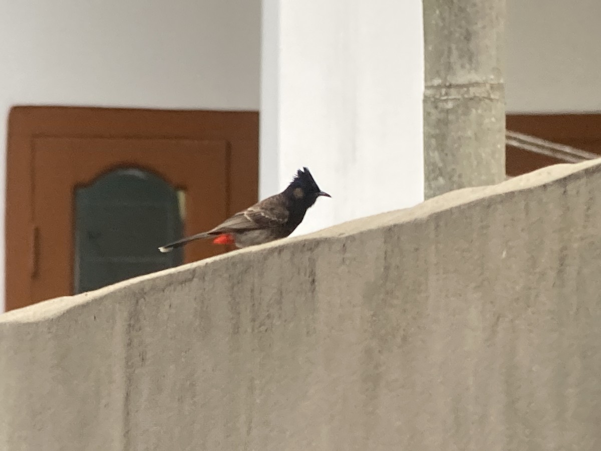 Red-vented Bulbul - ML636072106