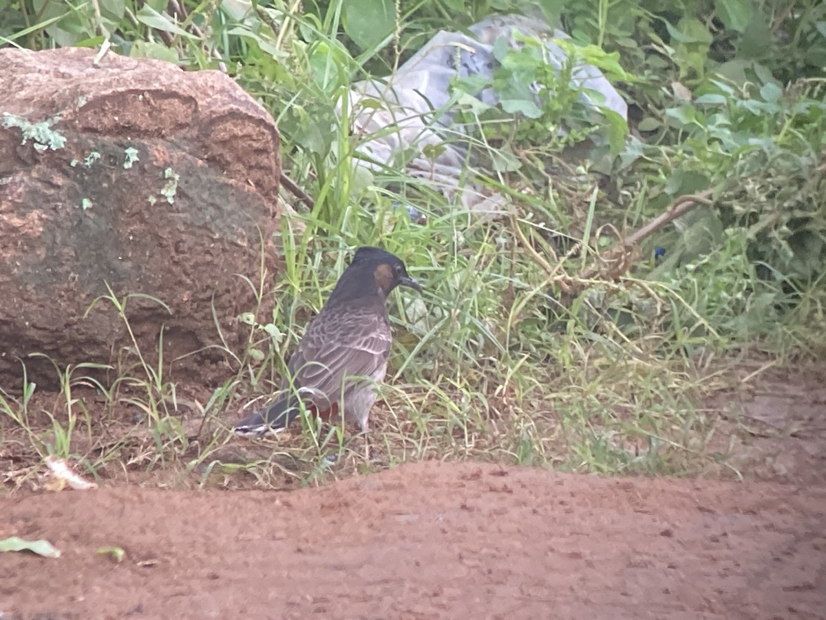 Red-vented Bulbul - ML636072107