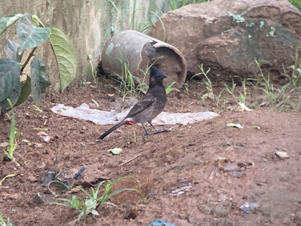 Red-vented Bulbul - ML636072108