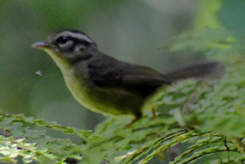 Costa Rican Warbler - ML636072156
