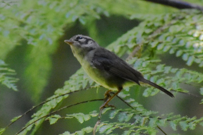Costa Rican Warbler - ML636072157