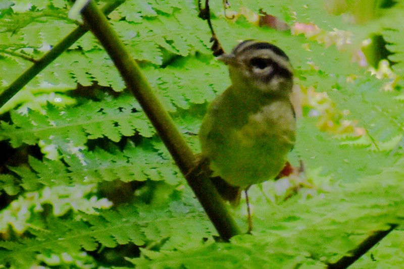 Costa Rican Warbler - ML636072158